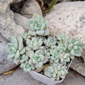 Echeveria Titubans