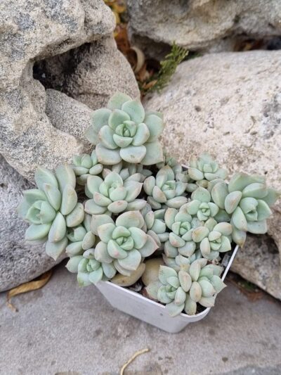 Echeveria Titubans