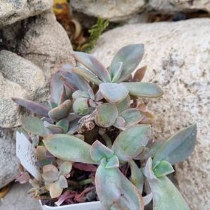 Echeveria Fred Ives
