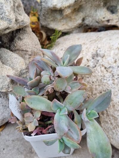 Echeveria Fred Ives