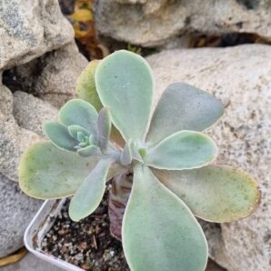 Echeveria Rio Grande