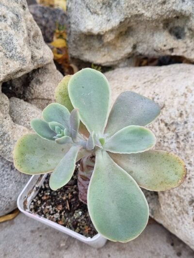 Echeveria Rio Grande