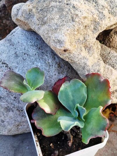 Echeveria Can Can - Зображення 3