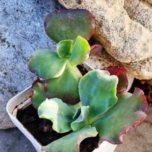 Echeveria Can Can