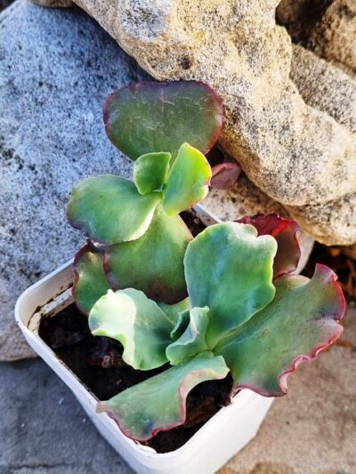 Echeveria Can Can