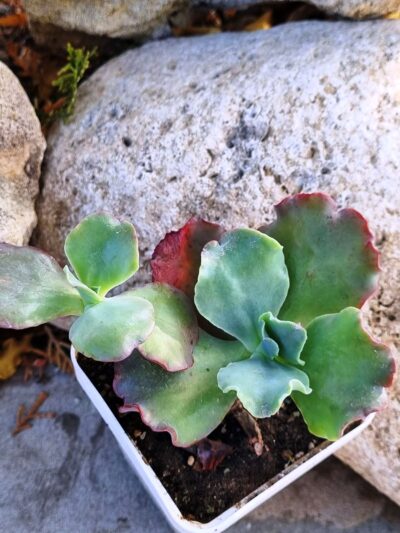 Echeveria Can Can - Зображення 2