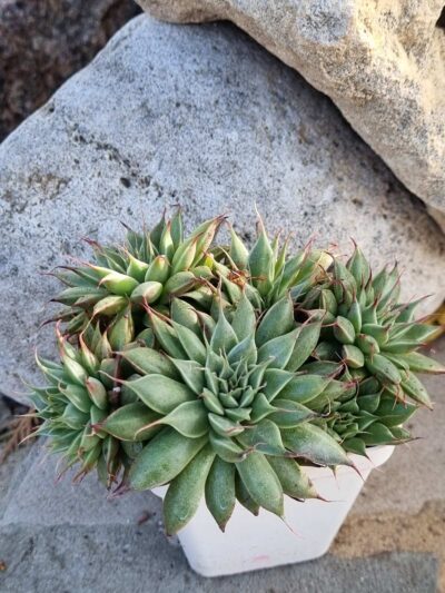 Graptoveria Silver Star - Зображення 2