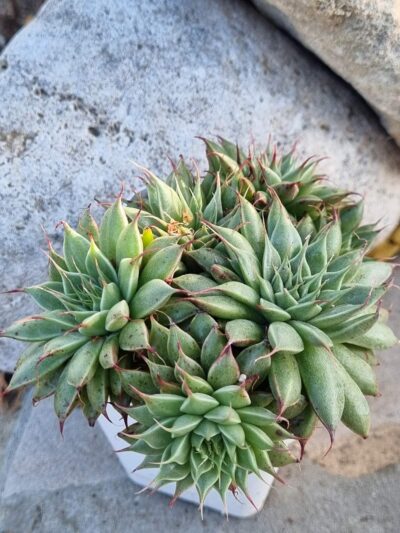 Graptoveria Silver Star
