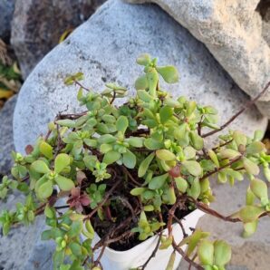 Crassula Radicans