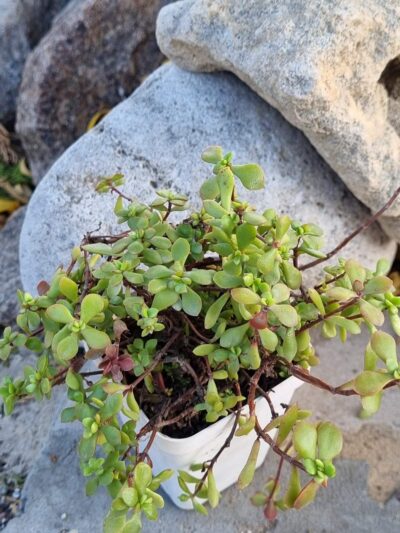 Crassula Radicans