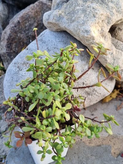 Crassula Radicans - Зображення 2