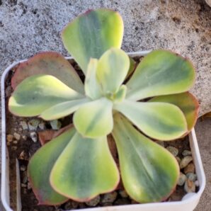 Echeveria Anfang var