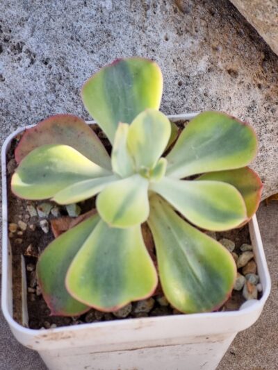 Echeveria Anfang var