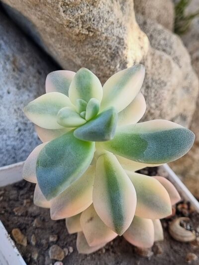Graptopetalum Apricot variegated - Зображення 2