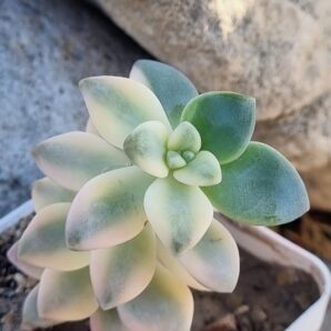 Graptopetalum Apricot variegated