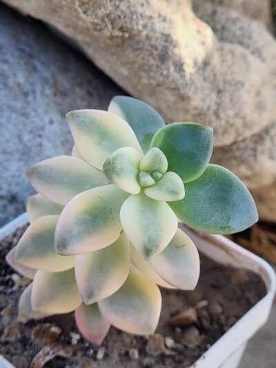 Graptopetalum Apricot variegated
