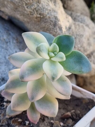 Graptopetalum Apricot variegated - Зображення 3