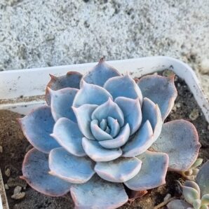 Echeveria Subsessilis
