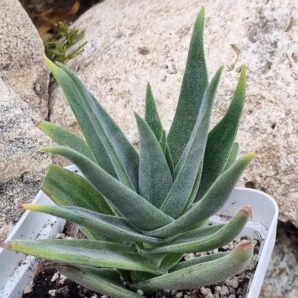 Crassula Lola Lopez