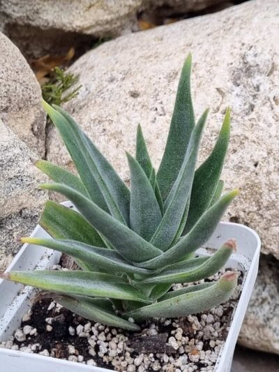 Crassula Lola Lopez