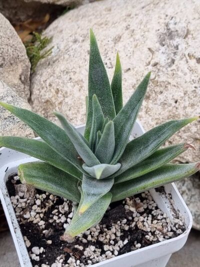Crassula Lola Lopez - Зображення 2