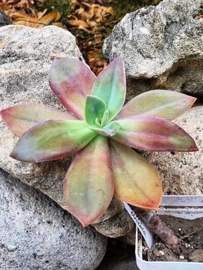 Echeveria Fred Ives - Зображення 2