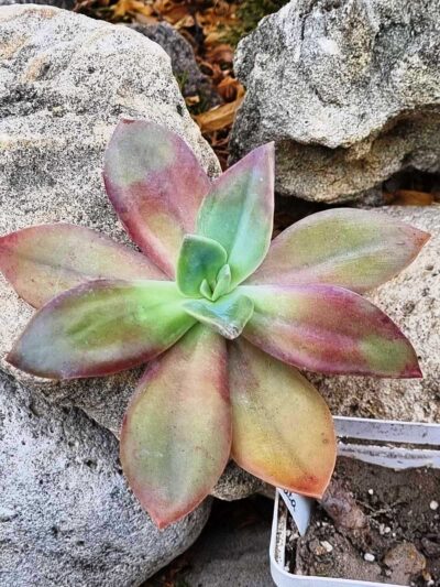 Echeveria Fred Ives