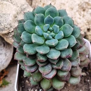 Echeveria