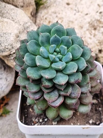 Echeveria