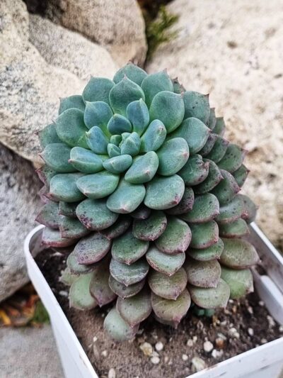 Echeveria - Зображення 2