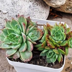 Graptopetalum Bellum