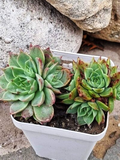 Graptopetalum Bellum