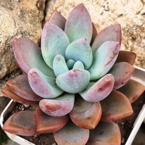 Graptoveria Pink Donna