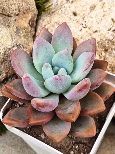 Graptoveria Pink Donna