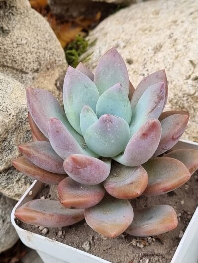 Graptoveria Pink Donna - Зображення 2