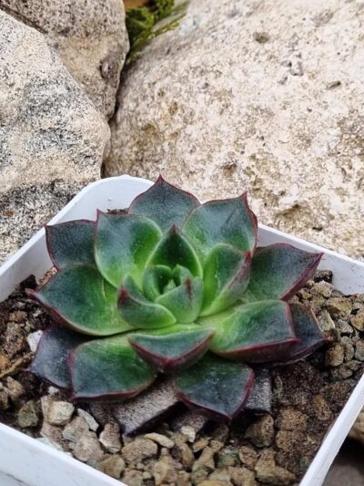 Echeveria purpusorum Red - Зображення 2