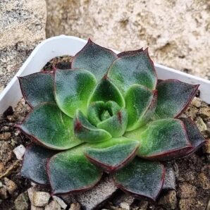 Echeveria purpusorum Red