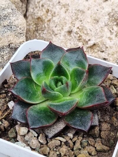 Echeveria purpusorum Red