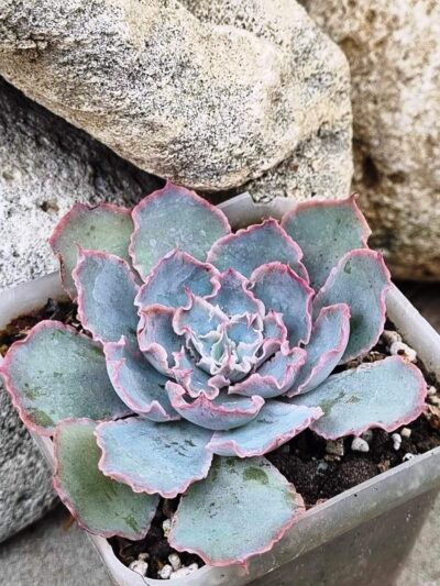 Echeveria Florence - Зображення 2