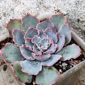 Echeveria Florence