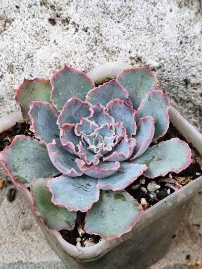 Echeveria Florence
