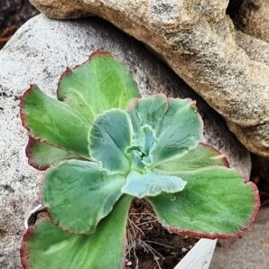 Echeveria Harry Butterfield Korean