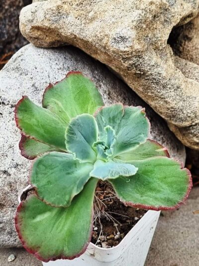 Echeveria Harry Butterfield Korean