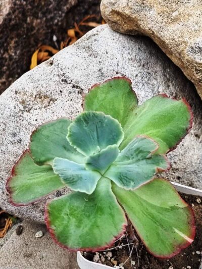 Echeveria Harry Butterfield Korean - Зображення 2
