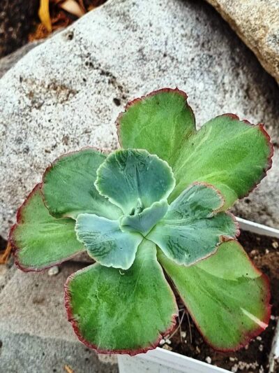 Echeveria Harry Butterfield Korean - Зображення 3