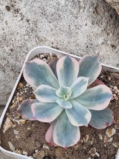 Echeveria Imbricata var - Зображення 2