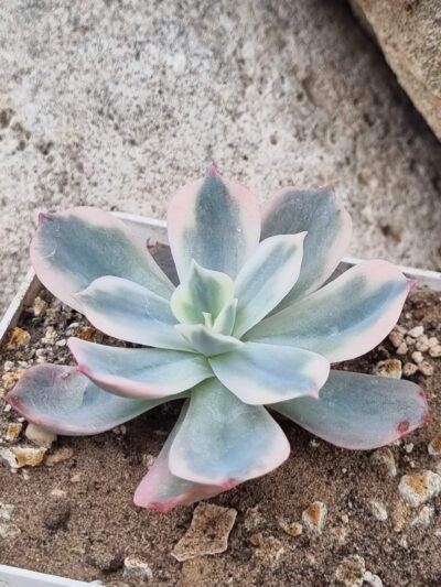 Echeveria Imbricata var - Зображення 3
