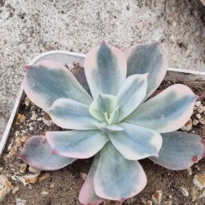 Echeveria Imbricata var