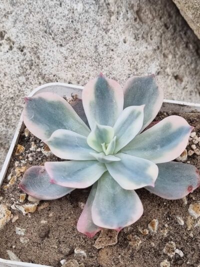 Echeveria Imbricata var