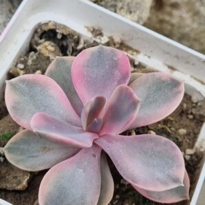 Echeveria Rainbow